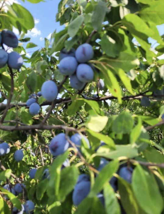 Prune de masă  de vanzare
