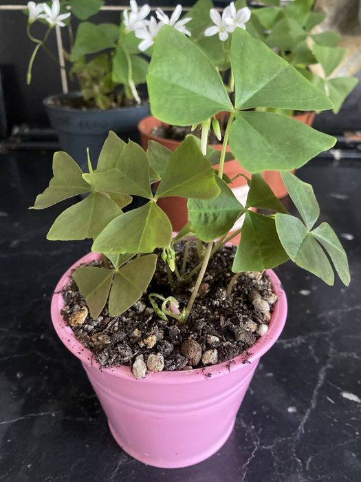 Оксалис зеленый, бабочка продам