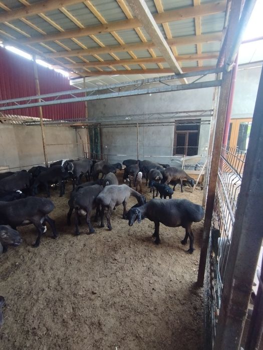 Исори она бола койлар