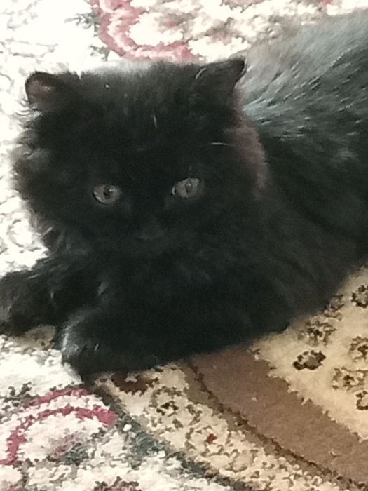 Котик четырех месяцев