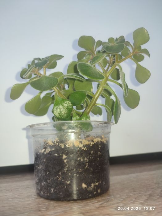 Аихризон дерево счастья, коланхоэ