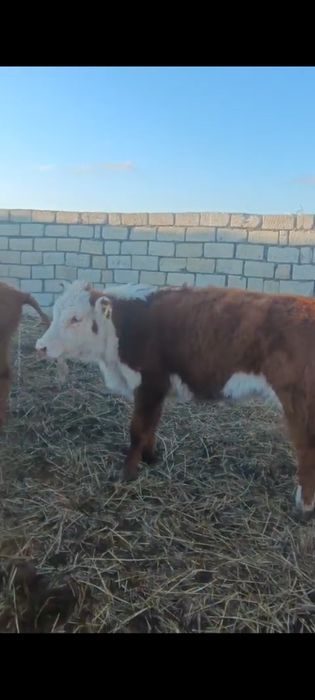 Баспақ қашарлар сатылады