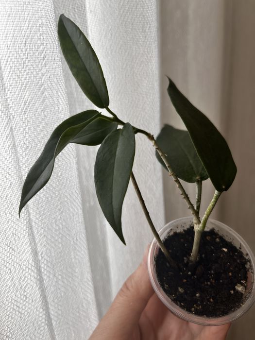 Хойи , укорененные черенки