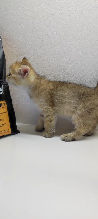 Кошечка и котик БриТанСкие