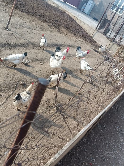 Адлер жумырткалары