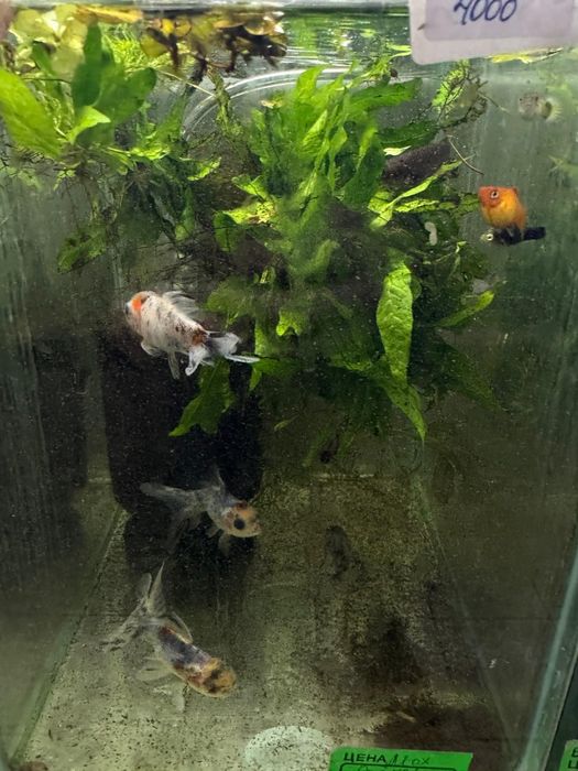 Аквариумные рыбки