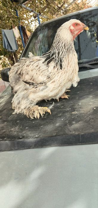 Brama tovuqlar va xuroz sotiladi!!