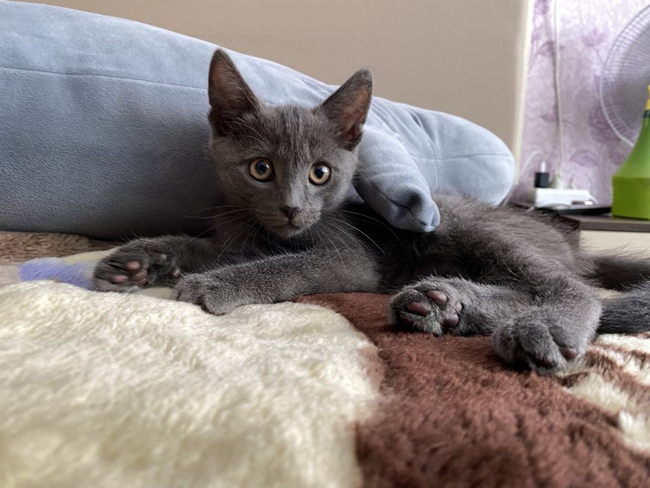 Котенок Том ищет дом