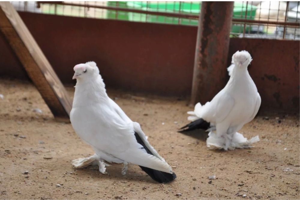 Продам голубей персы