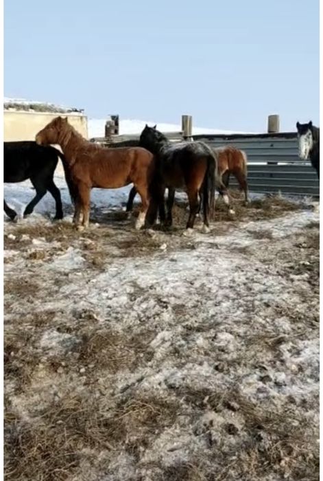 Продам жеребец