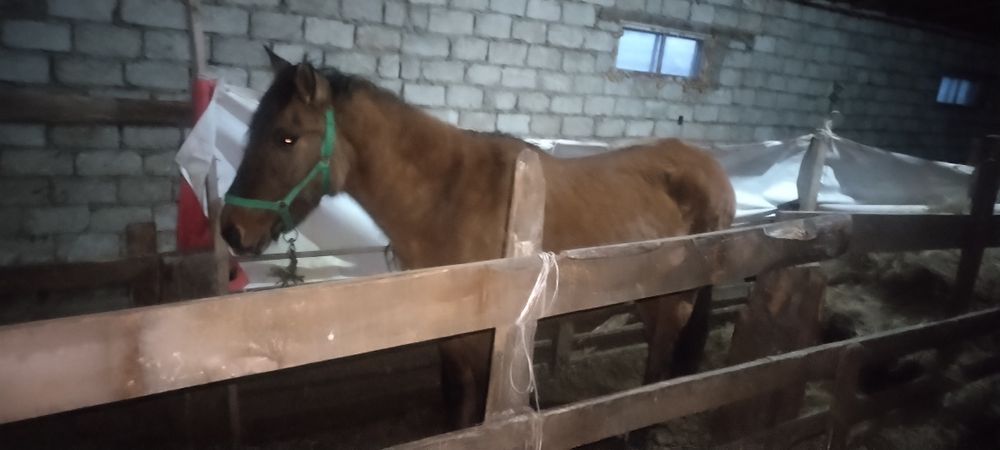 Бие, дөнен сатылады