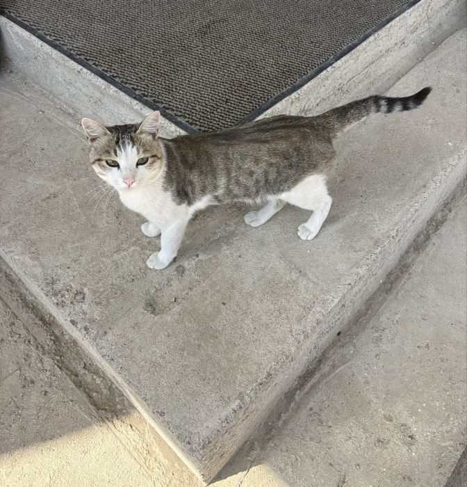 Котик ищет дом )