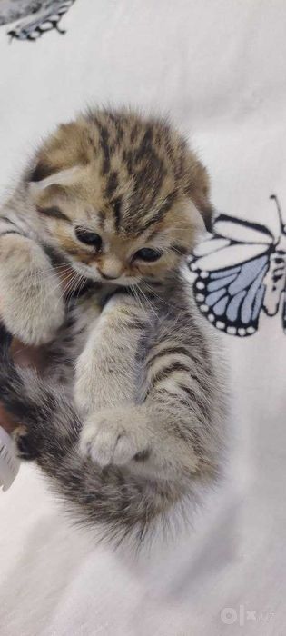 Скотиш страйт  котята