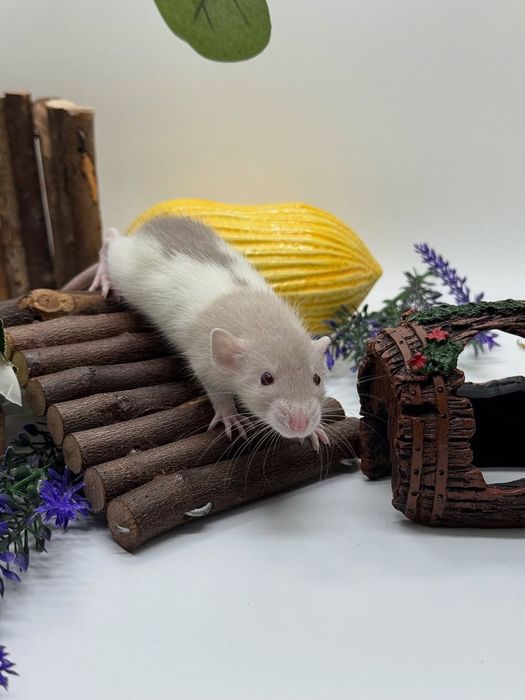 Крыски дамбо хаски