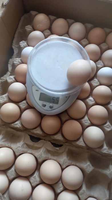 Инкубационные яйцо бройлера
