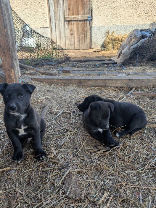 Енергични кученца кръстоска (Питбул териер x Белгийска овчарка) – за активни стопани