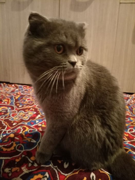 Scottish fold muguk sotiladi