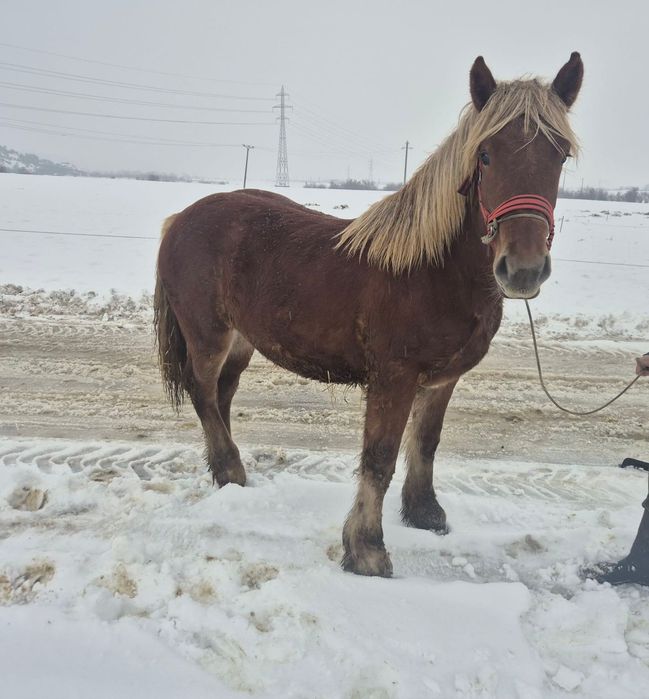 Vând mânz de un an și 4 luni