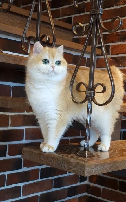 Драгоценные котята золотой шиншиллы.