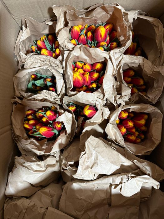 Тюльпаны большие с доставкой и бесплатной упаковкой