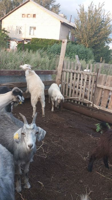 Продам коз вместе с козлятами