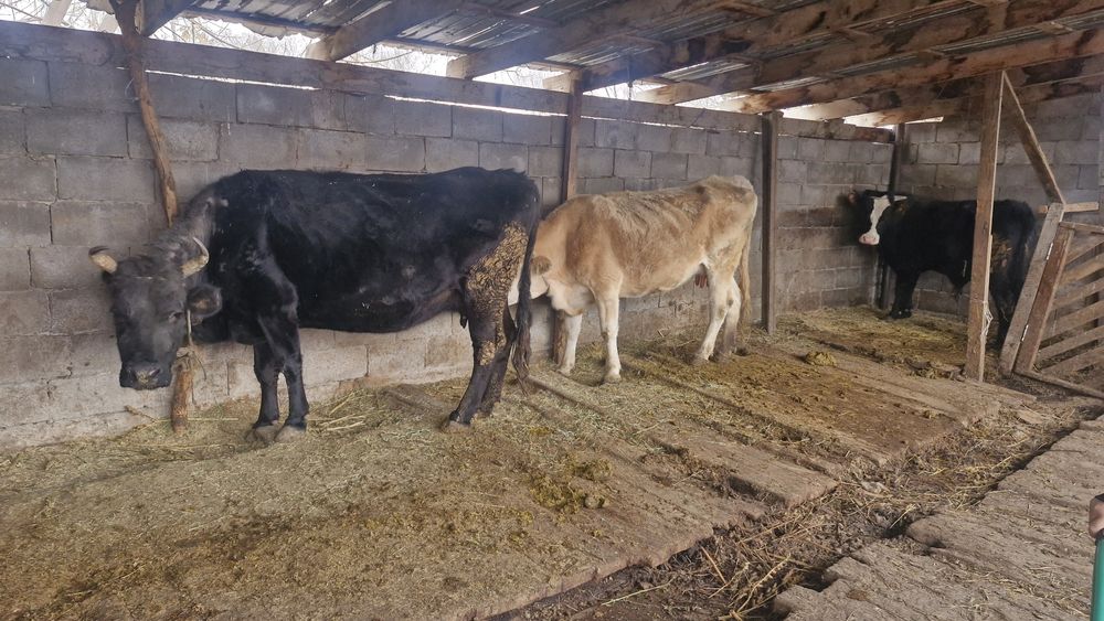 Две коровы молодые