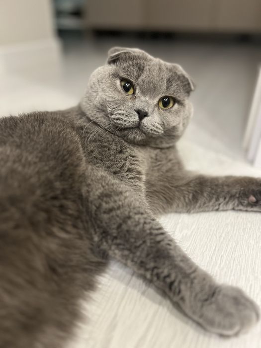 Ищем кошку для вязки