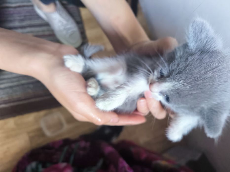 Котята на добрые руки