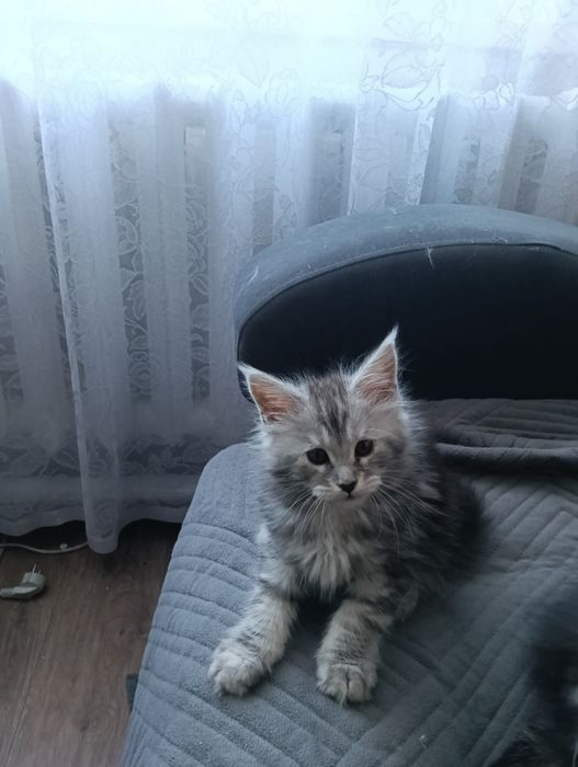 Продам котят Мейн кунов