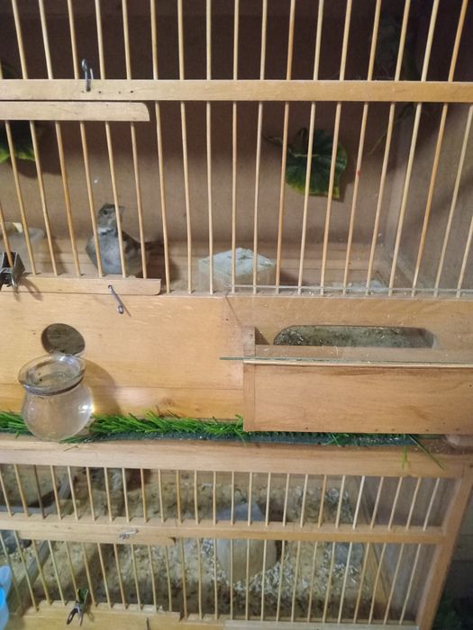 Певчая птица ЖАВОРОНОК.