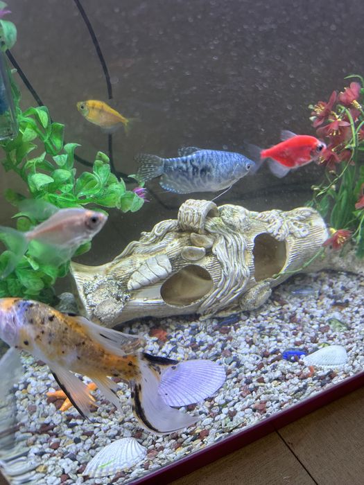 Аквариум с рыбками