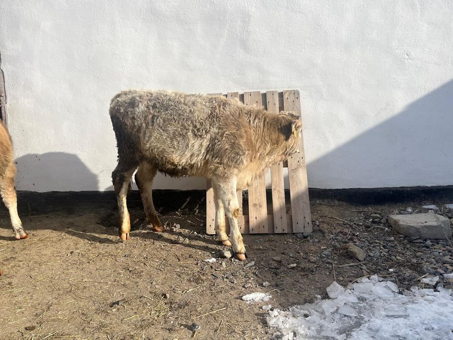 Тайынша он айлық