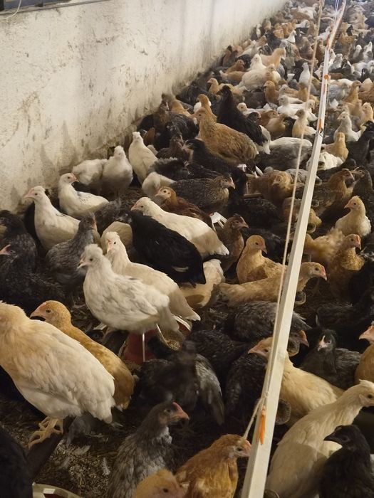 De vânzare puicuțe ouătoare moțate – 10 săptămâni