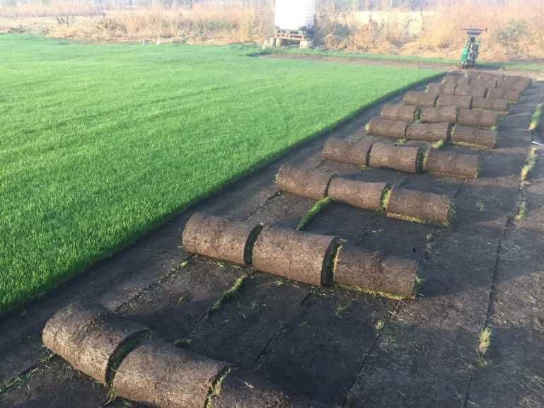 Gazon Natural cu Prindere 100% – Livrare și Execuție Imediată