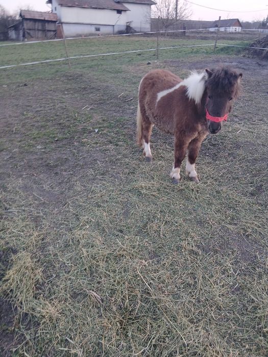 De vânzare poneita de 11 luni foarte cuminte fără gram de defect