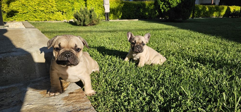 Френски булдог / френски булдочета