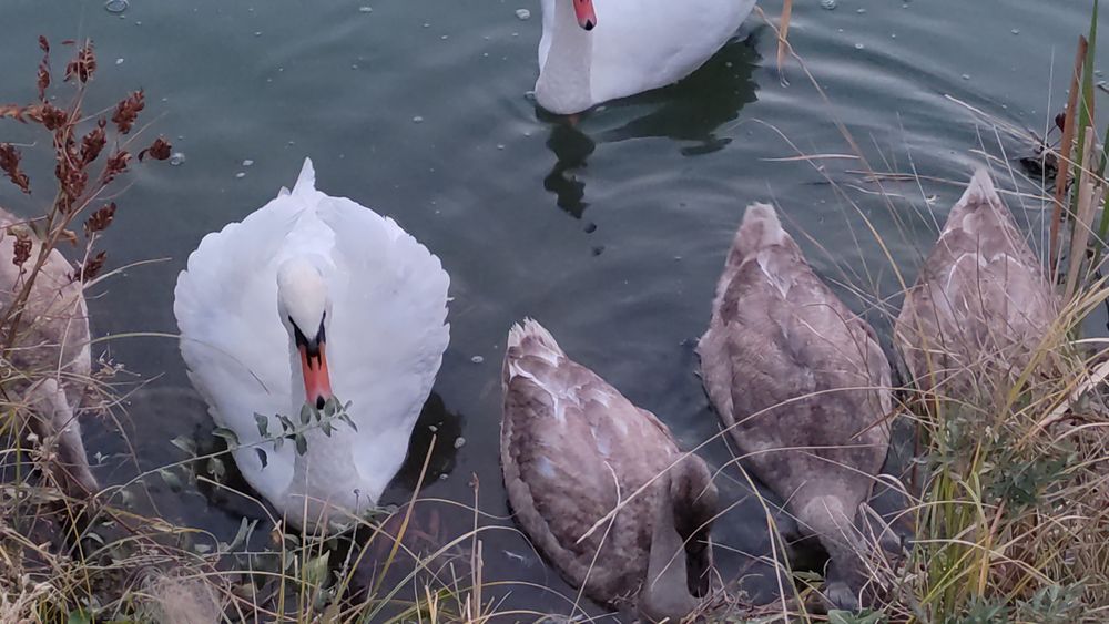 Продается птица: Лебеди