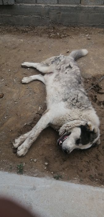 Собака пароды *Алабай*