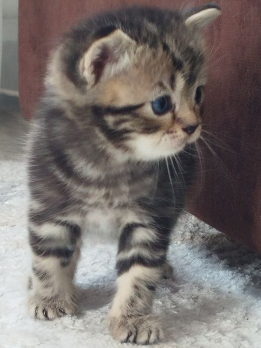 Шотландские котята 25000