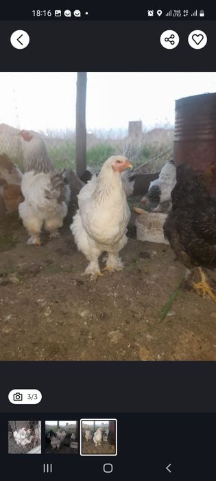 Продам инкубацыонное яицо чистокровные брамы