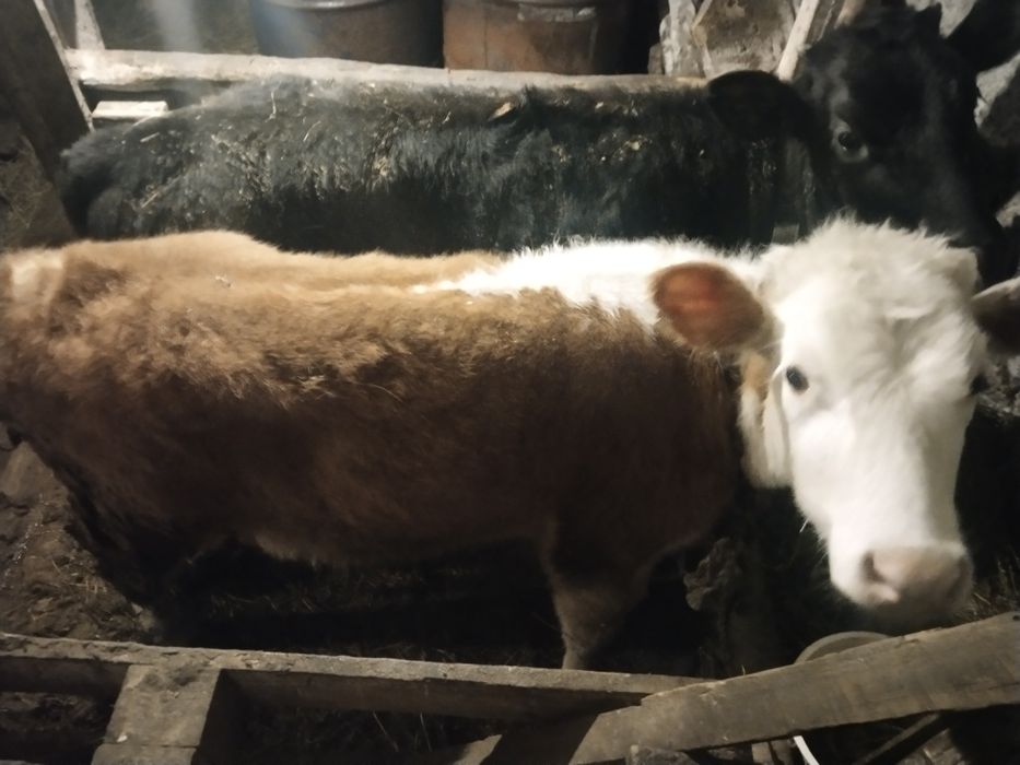 Продам тёлочек оптом