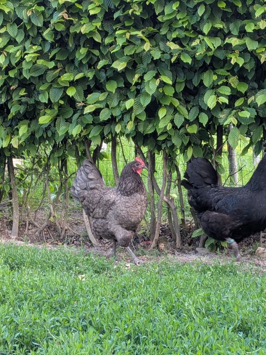 Familie Australorp negru