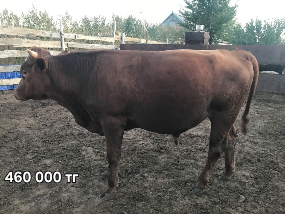 Срочно продам бычков