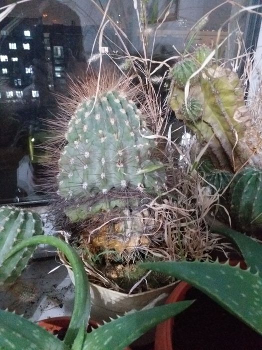 Домашние цветы и кактусы