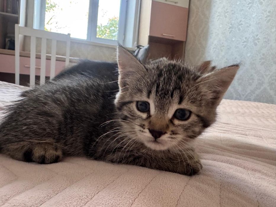 Котята, отдам в добрые руки