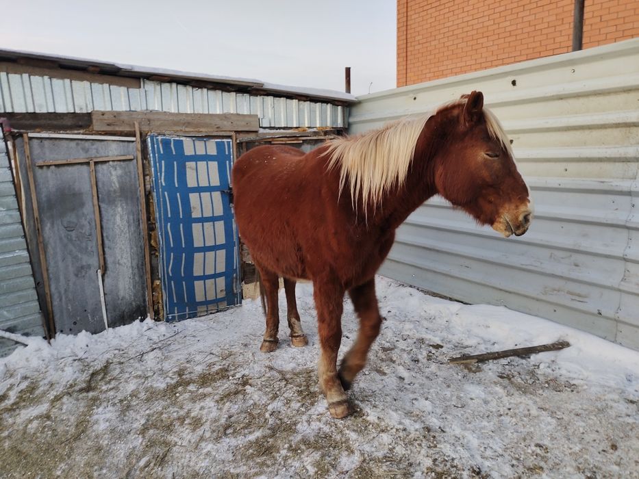 Продам кабылу. Упитанная.