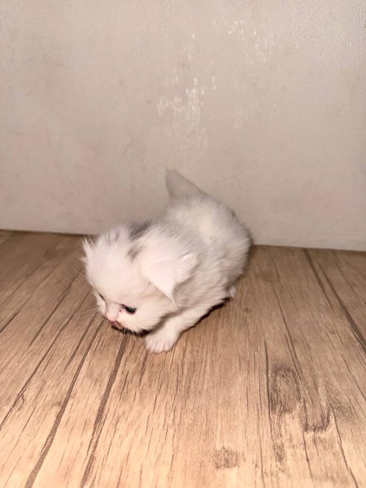 Скоттиш фолд кошка