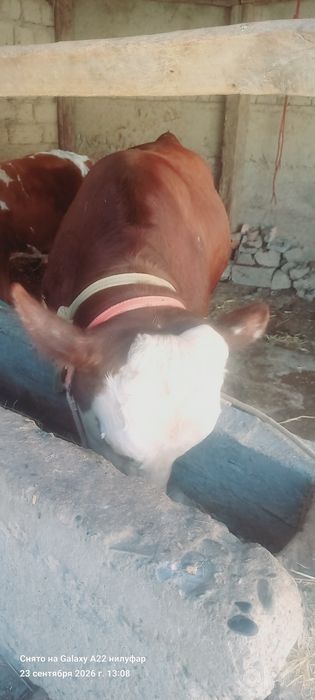 Mol sotiladi srochni