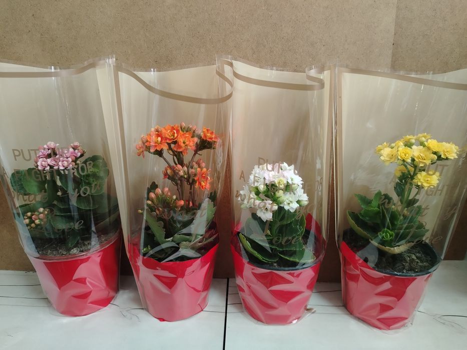 Пеперомия выращено в Казахстане