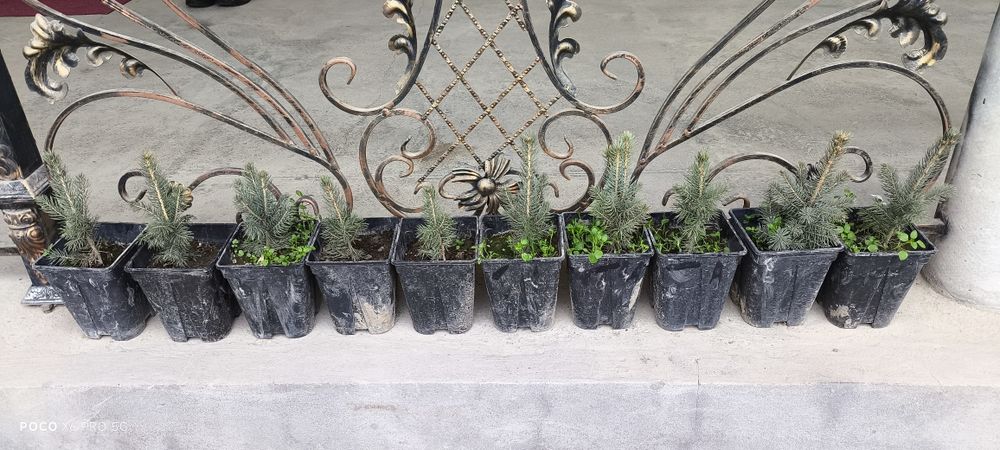 Galuboy yel archa ko'chatlari